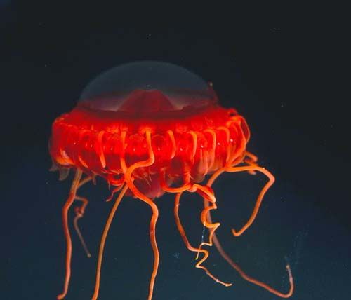 �[�C����E�~�E�V�Ȃ��Y��ȊC�̐���