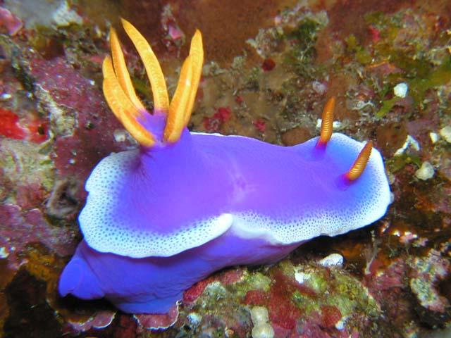 �[�C����E�~�E�V�Ȃ��Y��ȊC�̐���