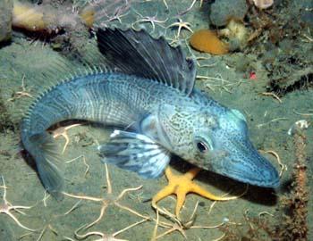 �[�C����E�~�E�V�Ȃ��Y��ȊC�̐���