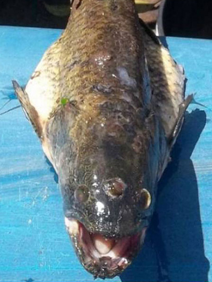 �����߂���3�ڂ̋������������