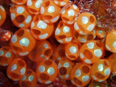 �[�C����E�~�E�V�Ȃ��Y��ȊC�̐���