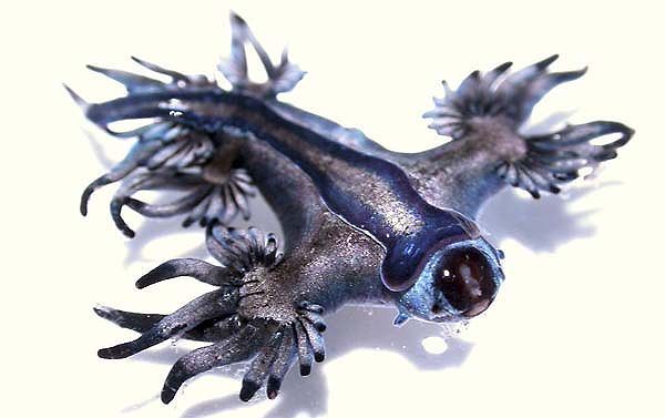 �[�C����E�~�E�V�Ȃ��Y��ȊC�̐���