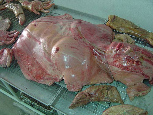 �l�̃p�[�c�^�̎��̃p��