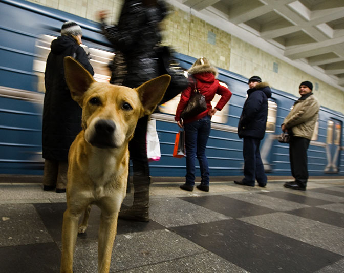 ���V�A�̖�ǌ��͓d�Ԓʋ΂��Ă���I