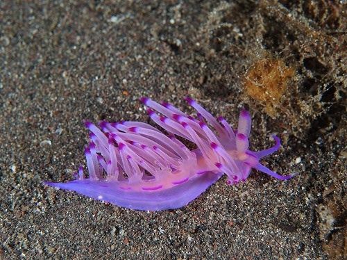 �[�C����E�~�E�V�Ȃ��Y��ȊC�̐���