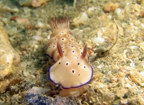 �[�C����E�~�E�V�Ȃ��Y��ȊC�̐���