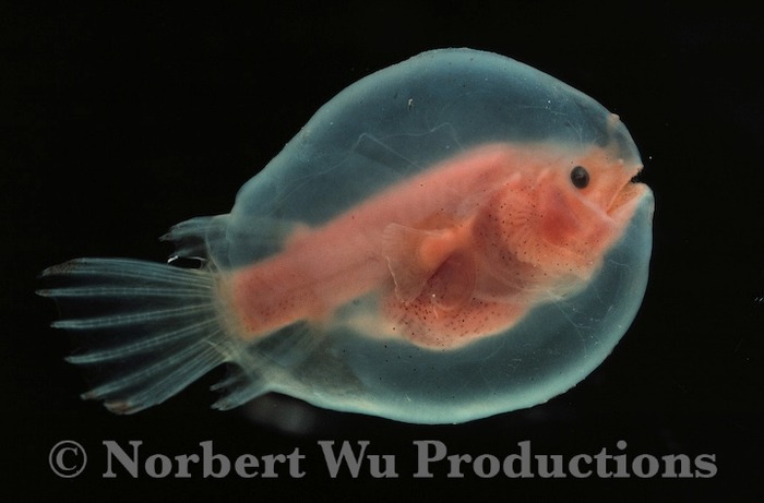 �[�C����E�~�E�V�Ȃ��Y��ȊC�̐���