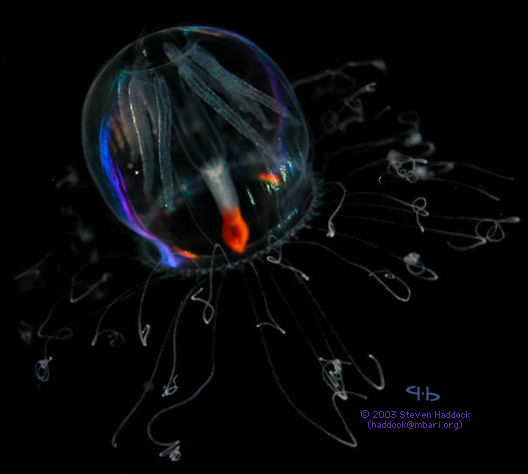 �[�C����E�~�E�V�Ȃ��Y��ȊC�̐���