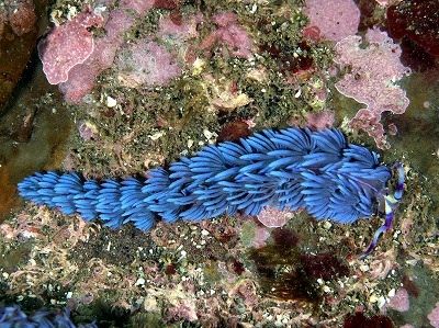 �[�C����E�~�E�V�Ȃ��Y��ȊC�̐���