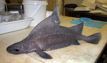 �[�C����E�~�E�V�Ȃ��Y��ȊC�̐���