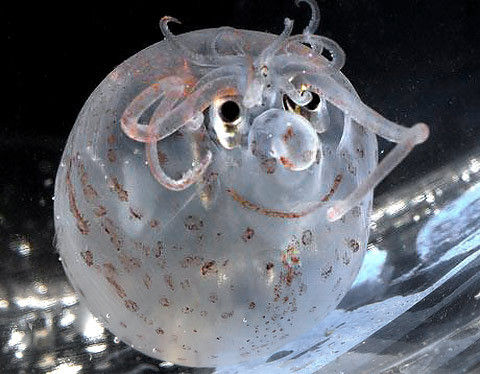 �[�C����E�~�E�V�Ȃ��Y��ȊC�̐���