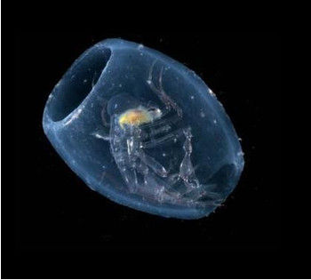 �[�C����E�~�E�V�Ȃ��Y��ȊC�̐���