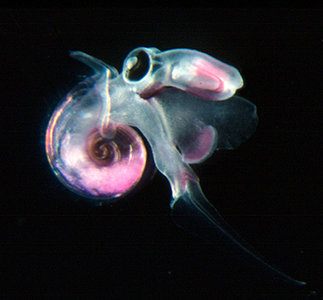 �[�C����E�~�E�V�Ȃ��Y��ȊC�̐���