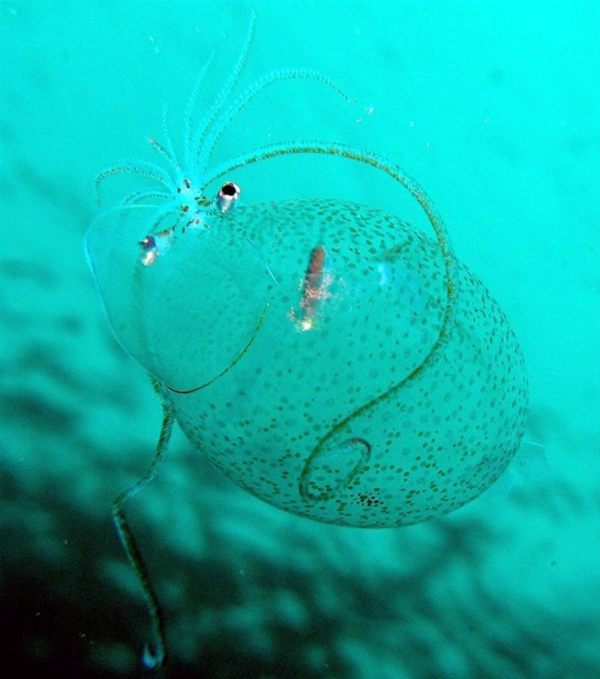 �[�C����E�~�E�V�Ȃ��Y��ȊC�̐���